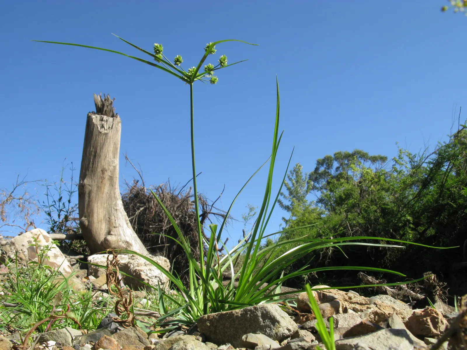 White Tinged Sedge (Carex Albicans) — It flourishes in zones 3 to 9, thriving in partial to full shade
