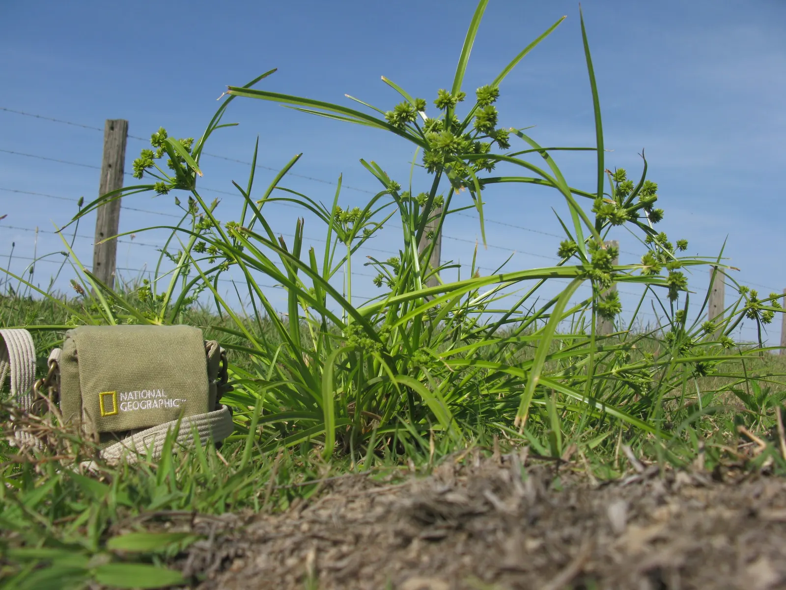 White Tinged Sedge (Carex Albicans) — Its clumping habit makes it ideal for mass planting in garden beds or along borders; in the spring and early summer