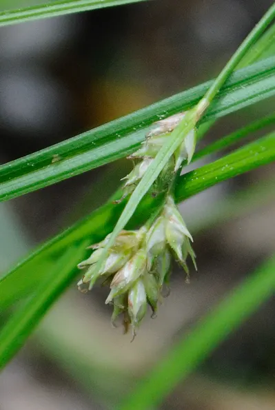 White Tinged Sedge (Carex Albicans) — It thrives in both full sun and partial shade, making it an excellent choice for a variety of garden locations