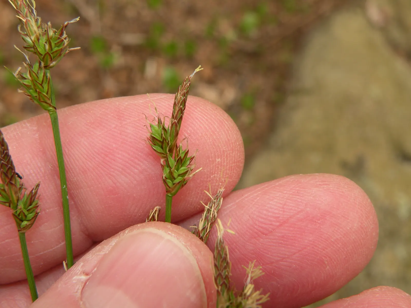 White Tinged Sedge (Carex Albicans) — In the spring and early summer