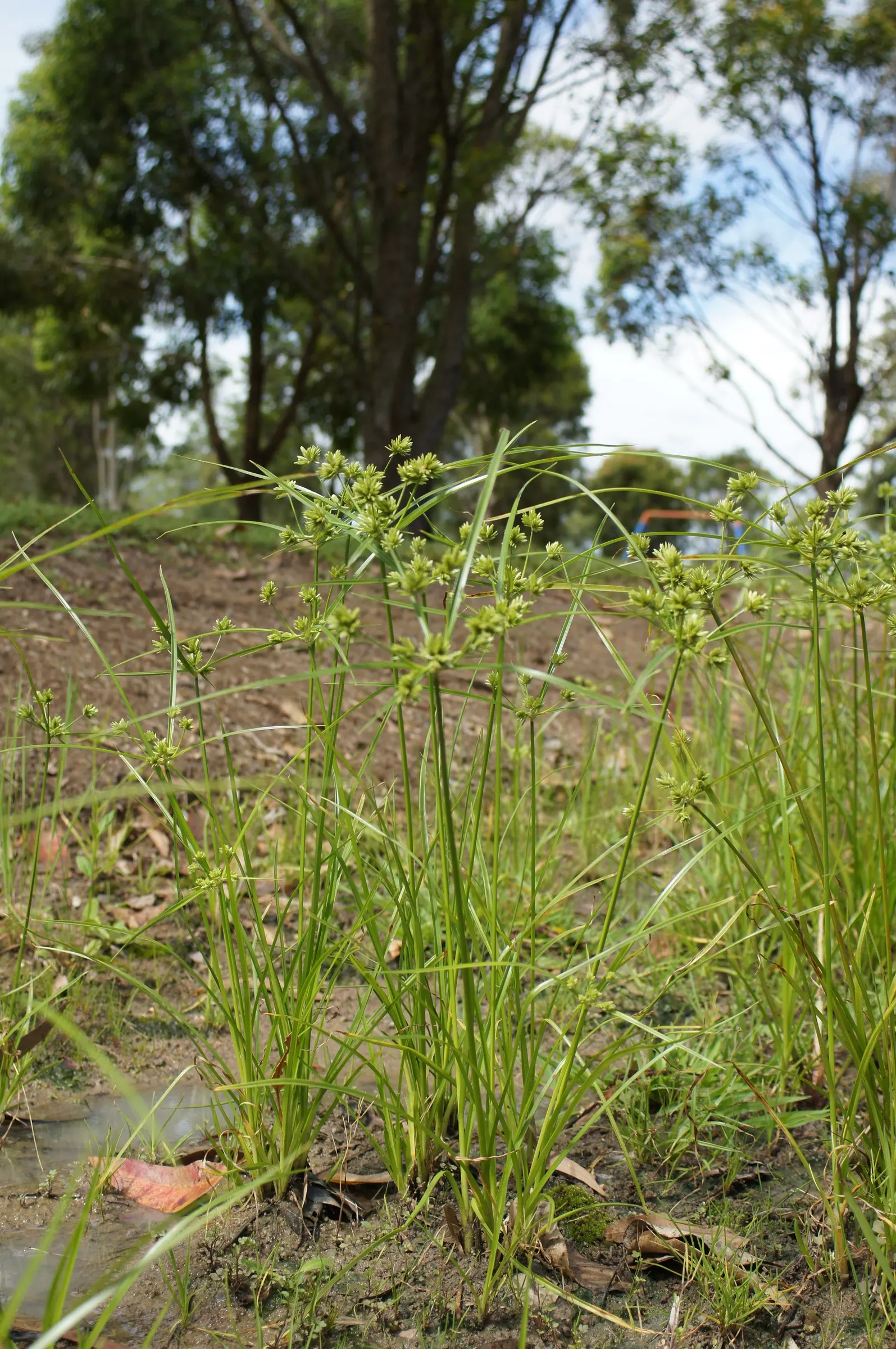 White Tinged Sedge (Carex Albicans) — fine-textured foliage that forms dense