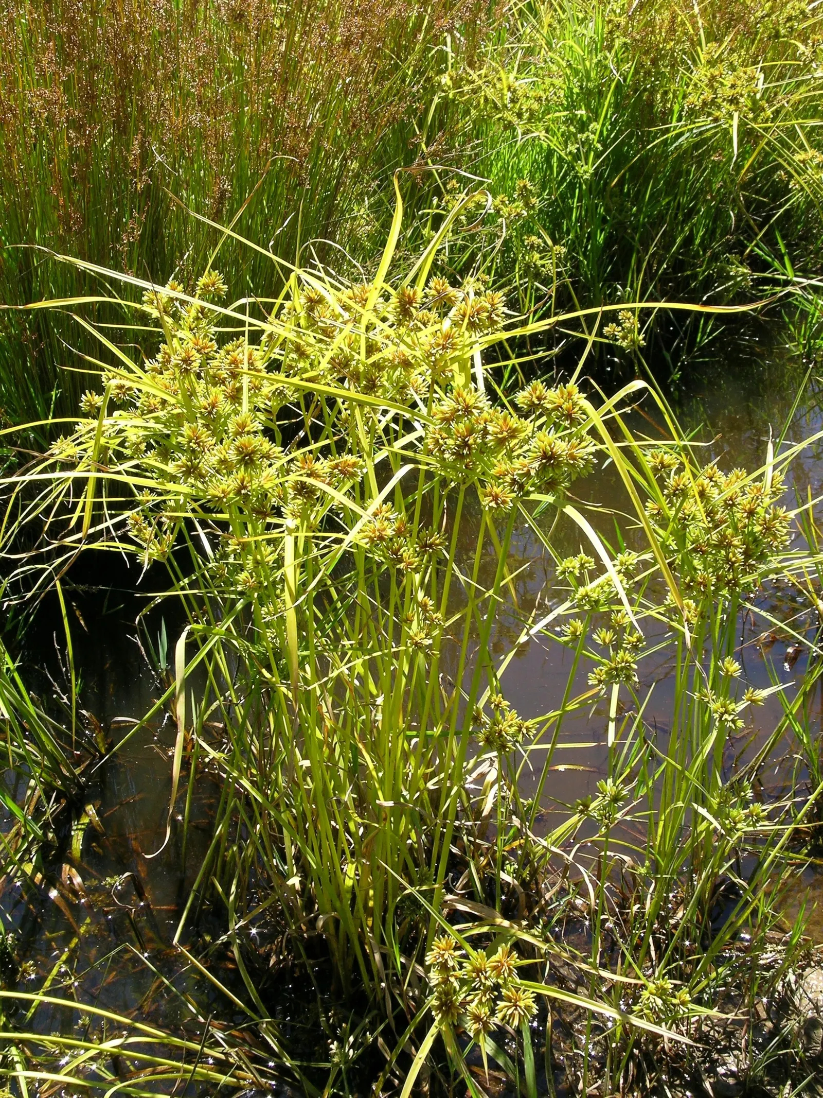 White Tinged Sedge (Carex Albicans) — Well-suited for ground cover, it prefers moist, well-drained soils