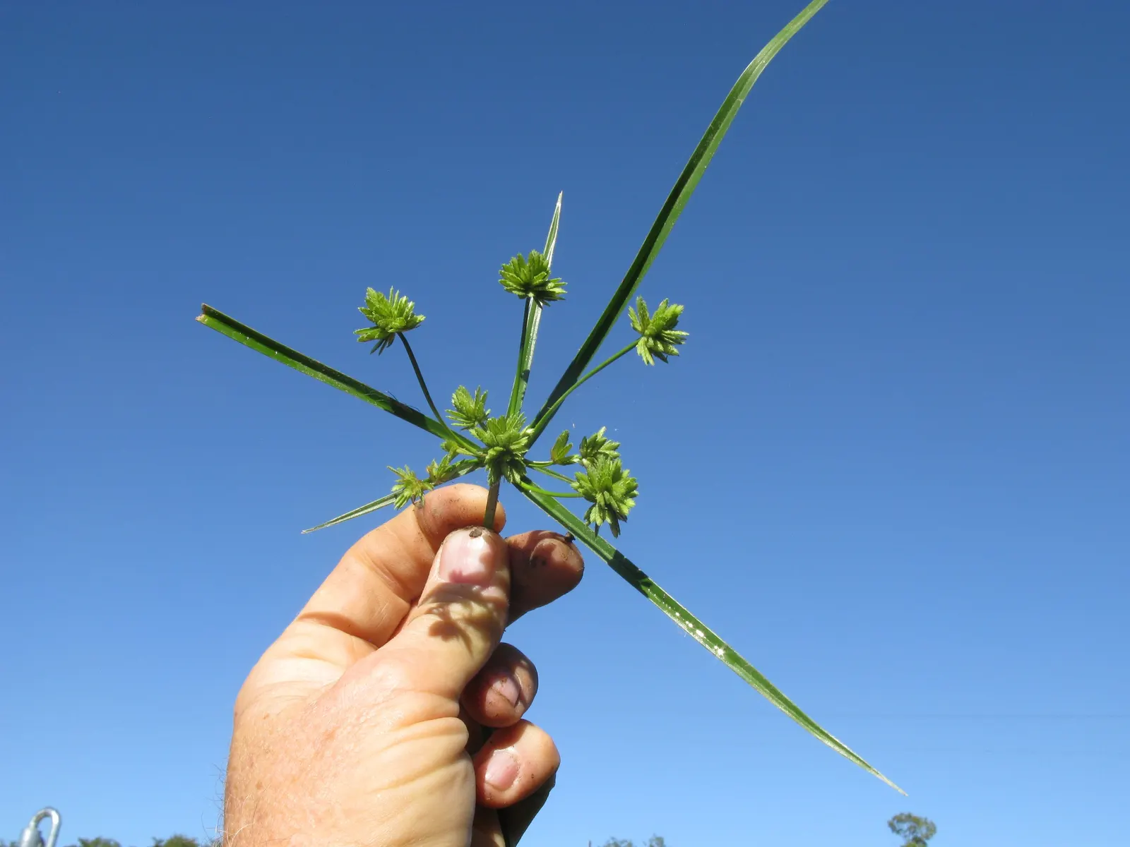 White Tinged Sedge (Carex Albicans) — commonly referred to as White Tinged Sedge