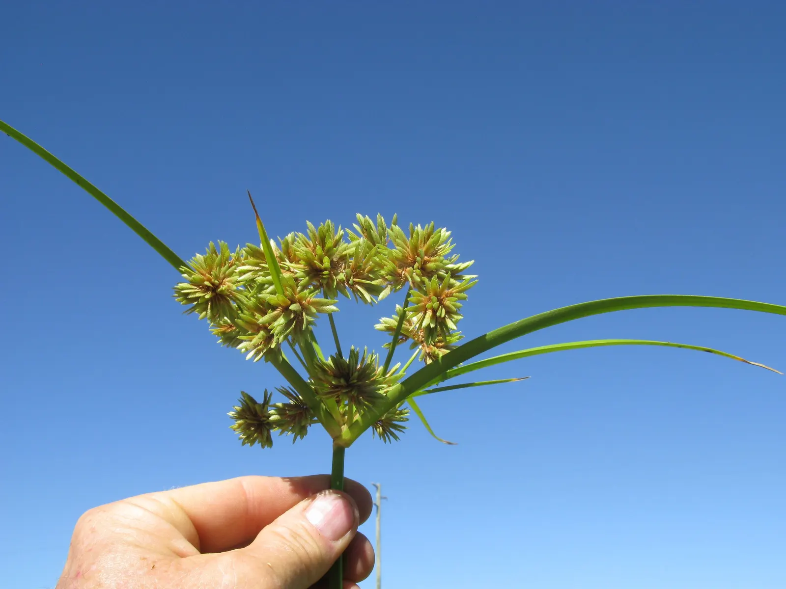 White Tinged Sedge (Carex Albicans) — This sedge is deer-resistant and offers a low-maintenance option for naturalistic designs; where it can create a lush