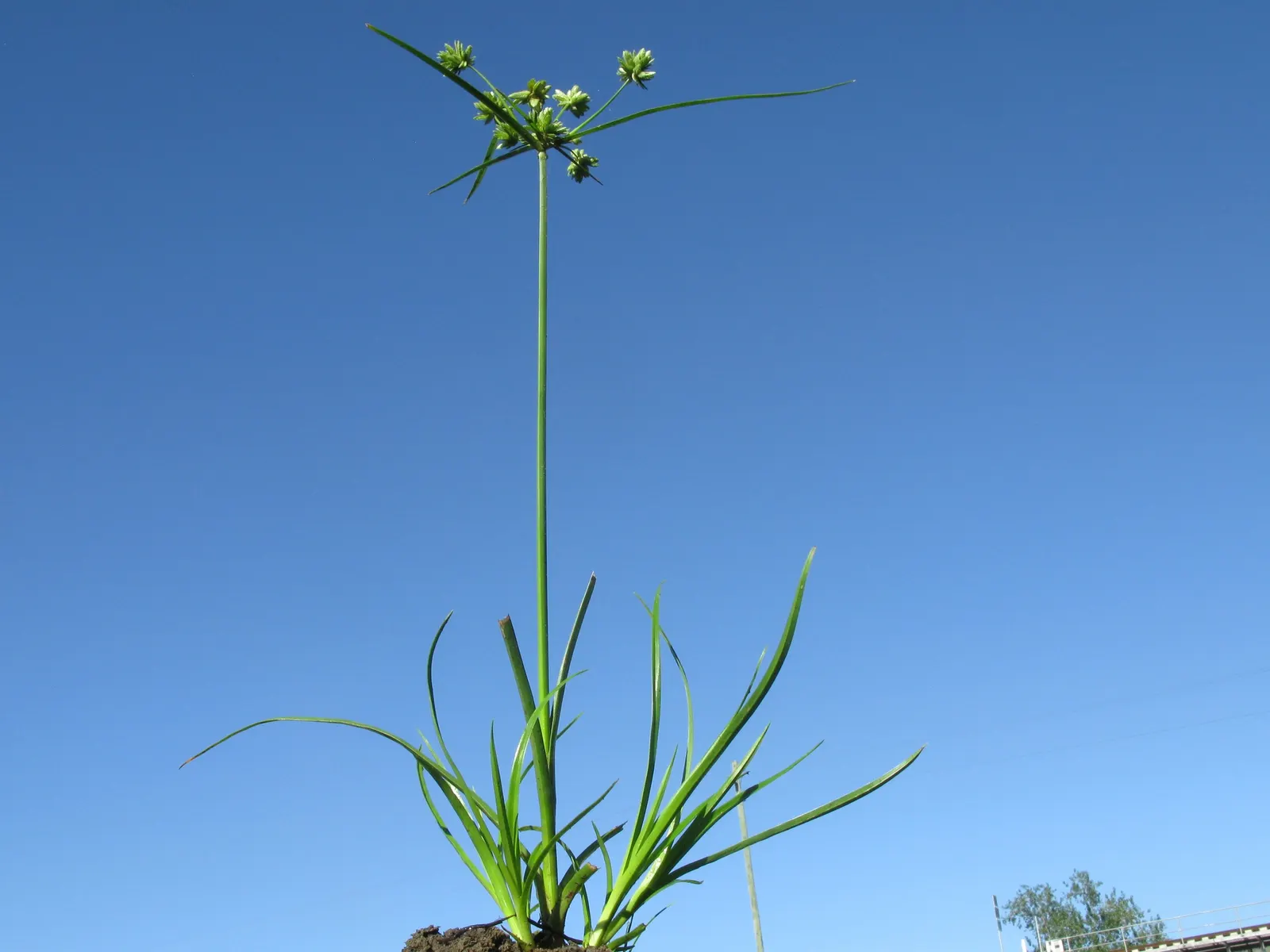 White Tinged Sedge (Carex Albicans) — inconspicuous greenish flower spikes emerge