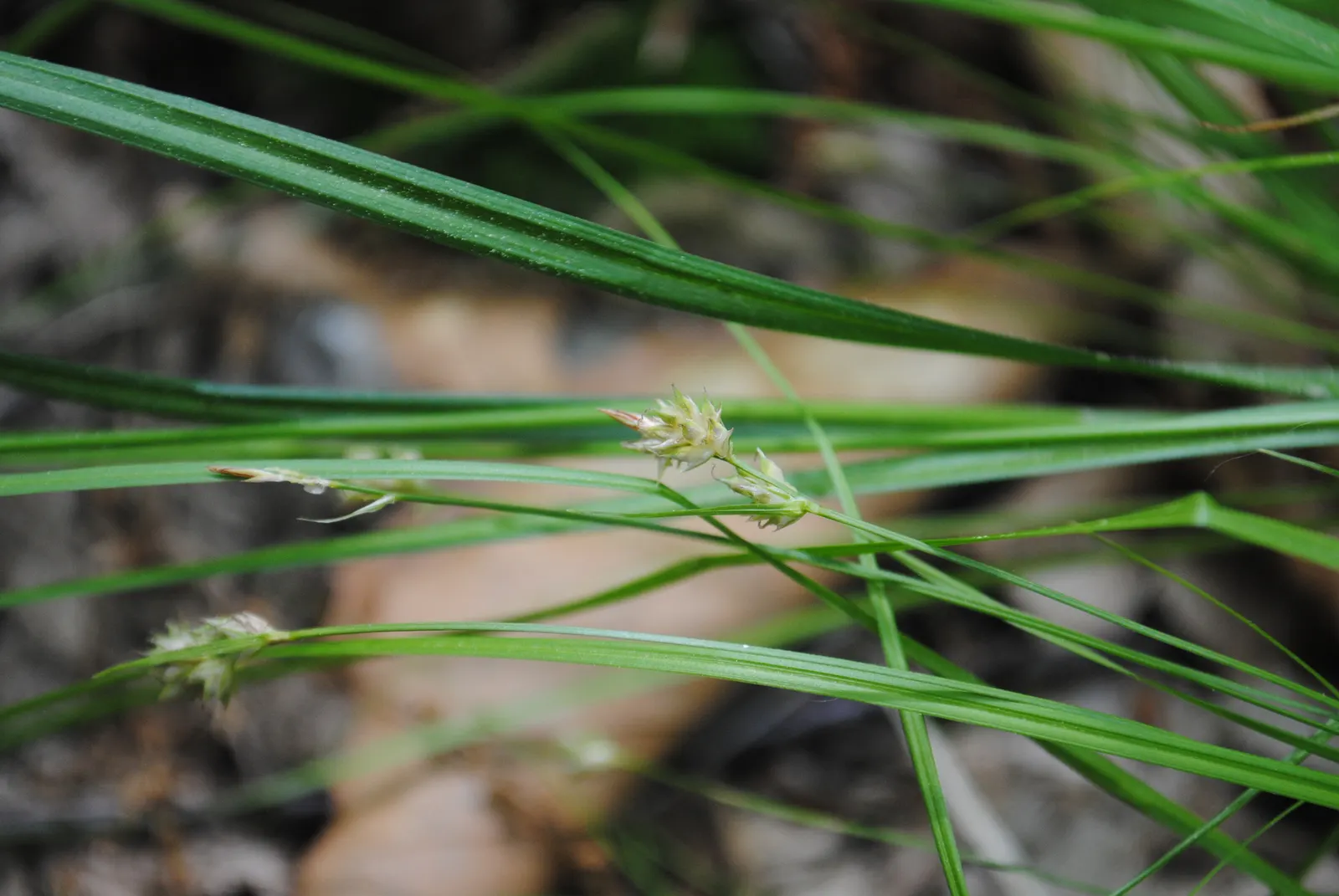 White Tinged Sedge (Carex Albicans) — it reaches up to 12 inches in height and spreads 8 to 12 inches