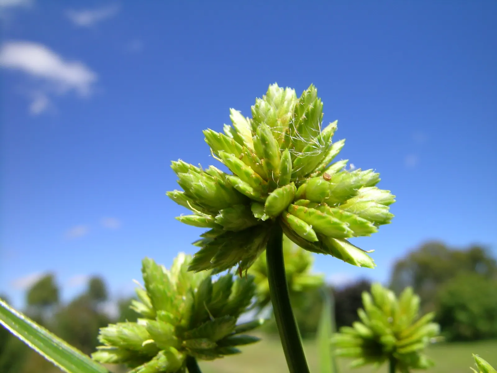 White Tinged Sedge (Carex Albicans) — commonly referred to as White Tinged Sedge; it reaches up to 12 inches in height and spreads 8 to 12 inches
