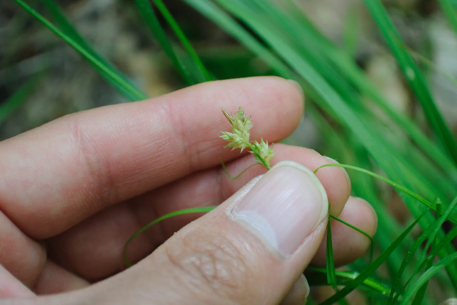 White Tinged Sedge (Carex Albicans) — Carex albicans supports native pollinators and can serve as a groundcover to prevent soil erosion; it reaches up to 12