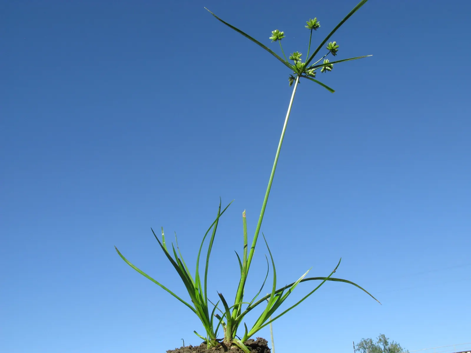 White Tinged Sedge (Carex Albicans) — it reaches up to 12 inches in height and spreads 8 to 12 inches, image 25