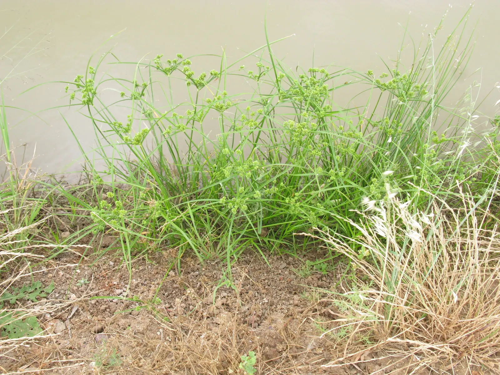 White Tinged Sedge (Carex Albicans) — grass for deep shade or half or shade