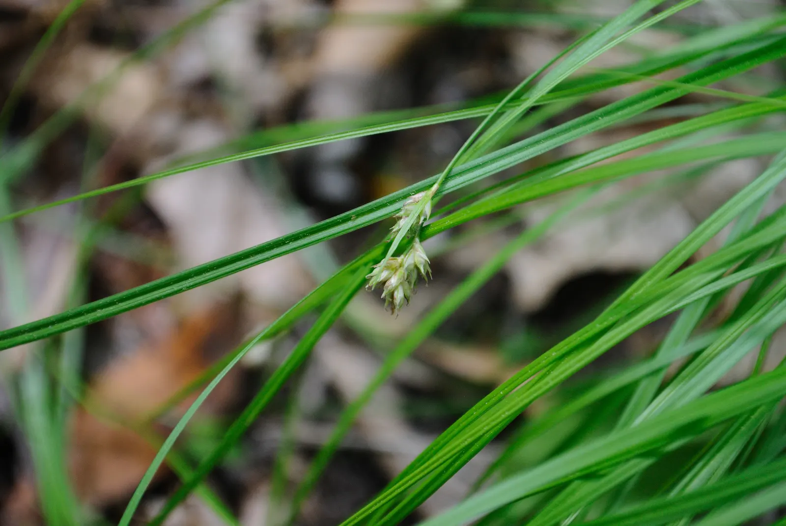 White Tinged Sedge (Carex Albicans) — grass with white blooms; in the spring and early summer