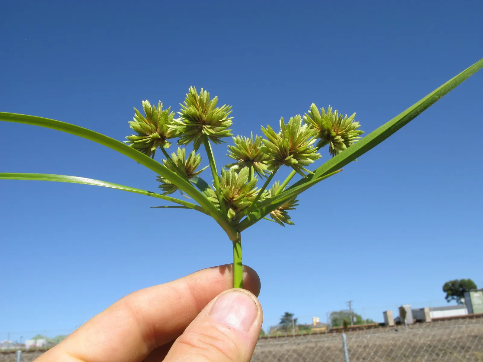 White Tinged Sedge (Carex Albicans) — transitioning into brown seed heads that may persist into winter; it reaches up to 12 inches in height and spreads 8 to