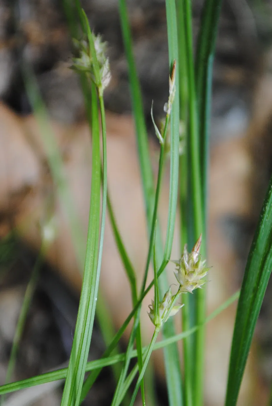 White Tinged Sedge (Carex Albicans) — adding a gentle visual contrast among broader-leaved plants