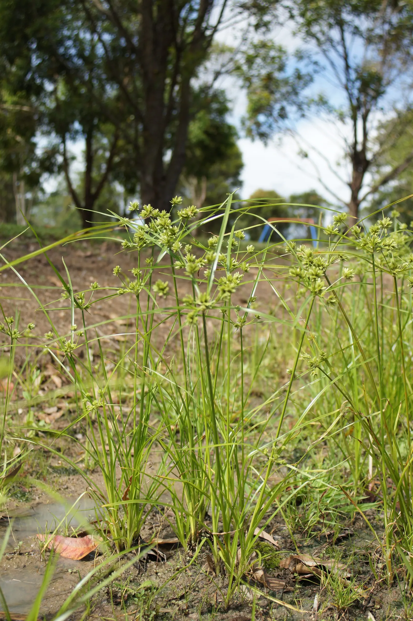 White Tinged Sedge (Carex Albicans) — Carex albicans supports native pollinators and can serve as a groundcover to prevent soil erosion