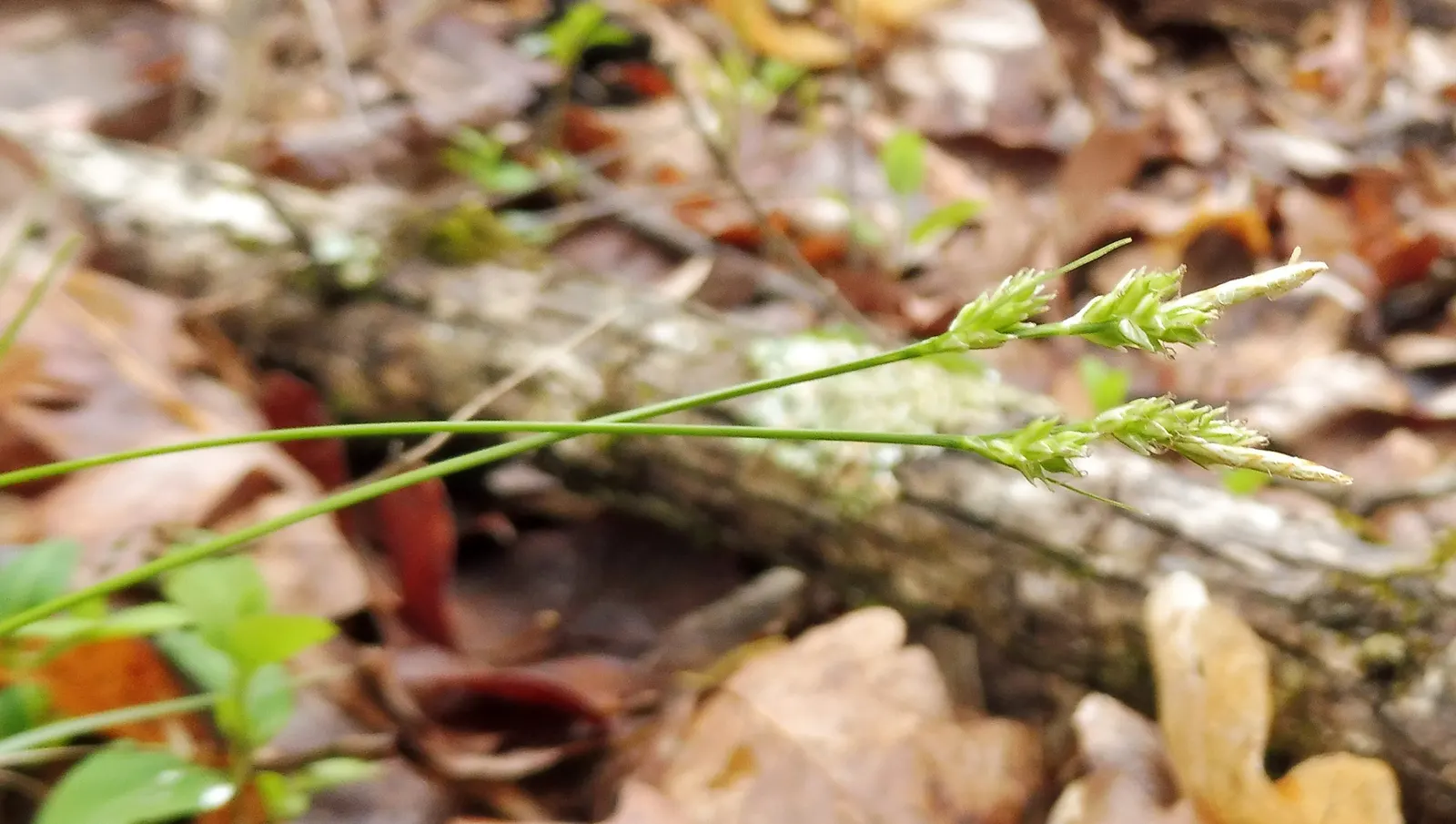 White Tinged Sedge (Carex Albicans) — It flourishes in zones 3 to 9, thriving in partial to full shade; in the spring and early summer