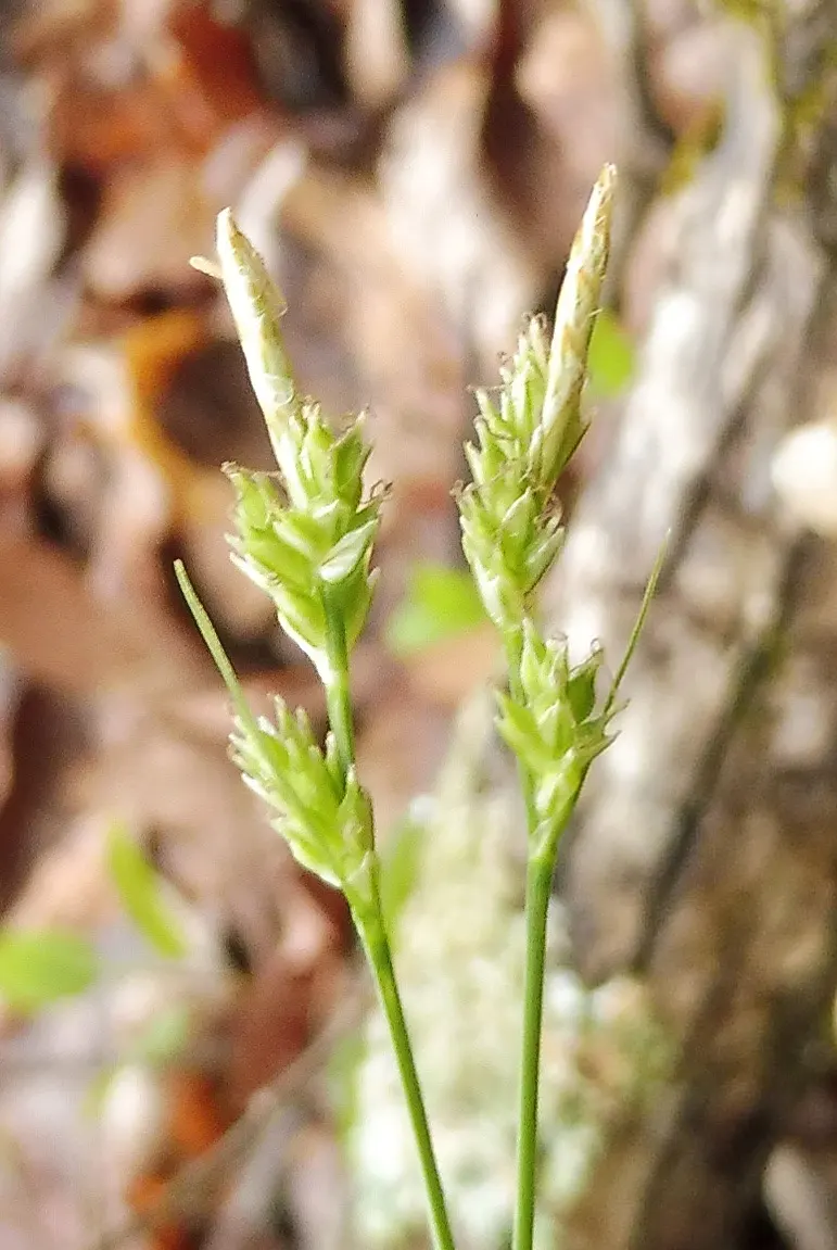 White Tinged Sedge (Carex Albicans) — Well-suited for ground cover, it prefers moist, well-drained soils; in the spring and early summer