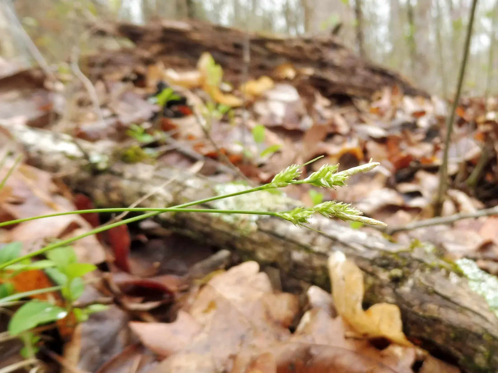 White Tinged Sedge (Carex Albicans) — In the spring and early summer, image 32