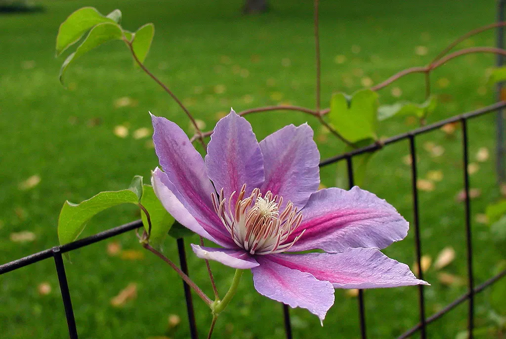 Fireworks Bicolor Clematis (Clematis 'Fireworks') — The Clematis 'Fireworks' enchants with striking blooms of purple petals edged in fuchsia-pink