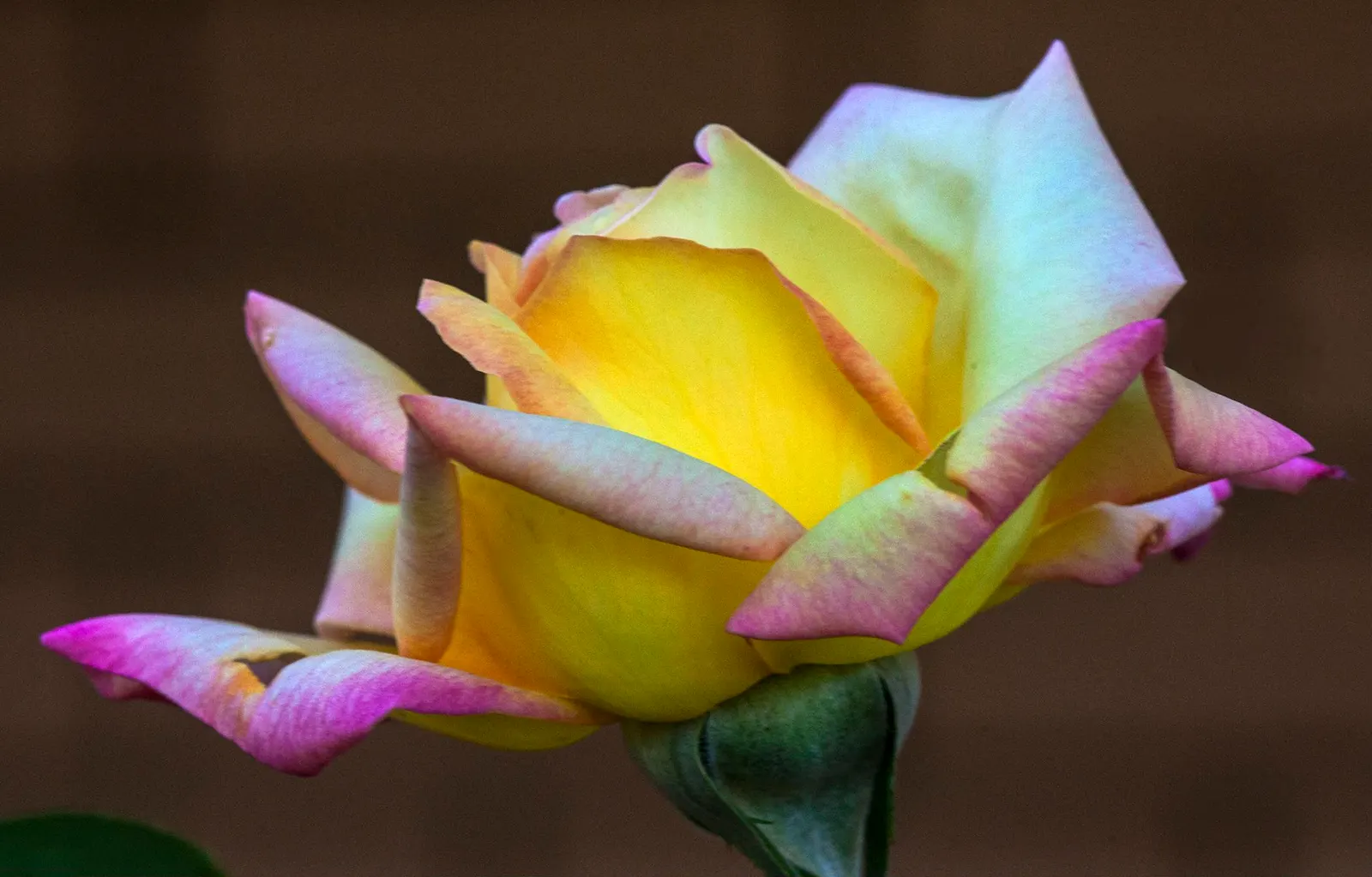 Pink Peace Hybrid Tea (Rosa 'Pink Peace') — To encourage robust growth and ample flowering