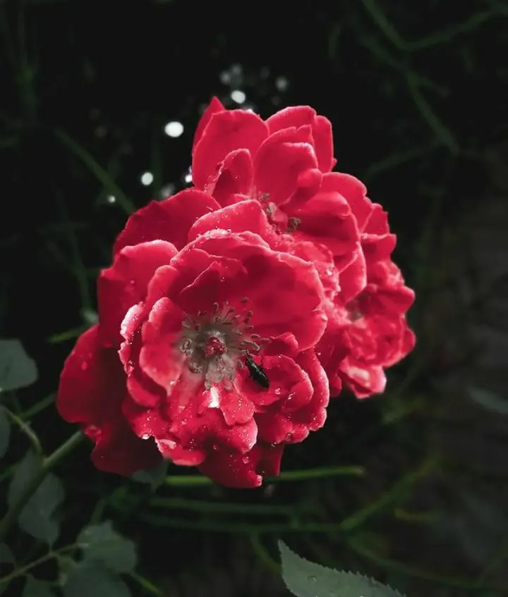 Pink Peace Hybrid Tea (Rosa 'Pink Peace') — reaching heights of 3-5 feet and widths of 2-4 feet; the Pink Peace adorns gardens with its large, double blossoms