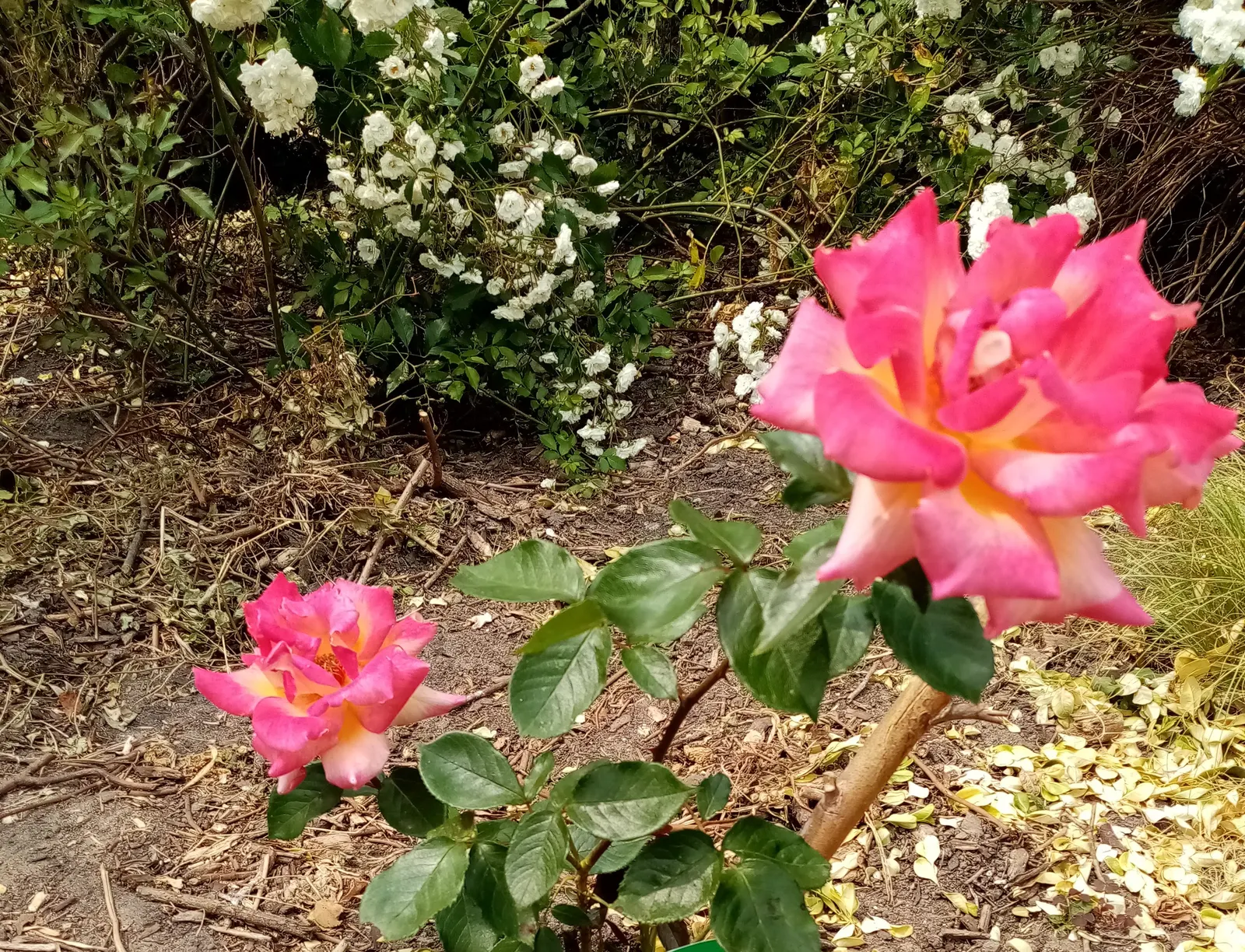 Pink Peace Hybrid Tea (Rosa 'Pink Peace') — celebrated for its hardiness and exquisite flowers; deep pink blossoms that span up to 5-6 inches across