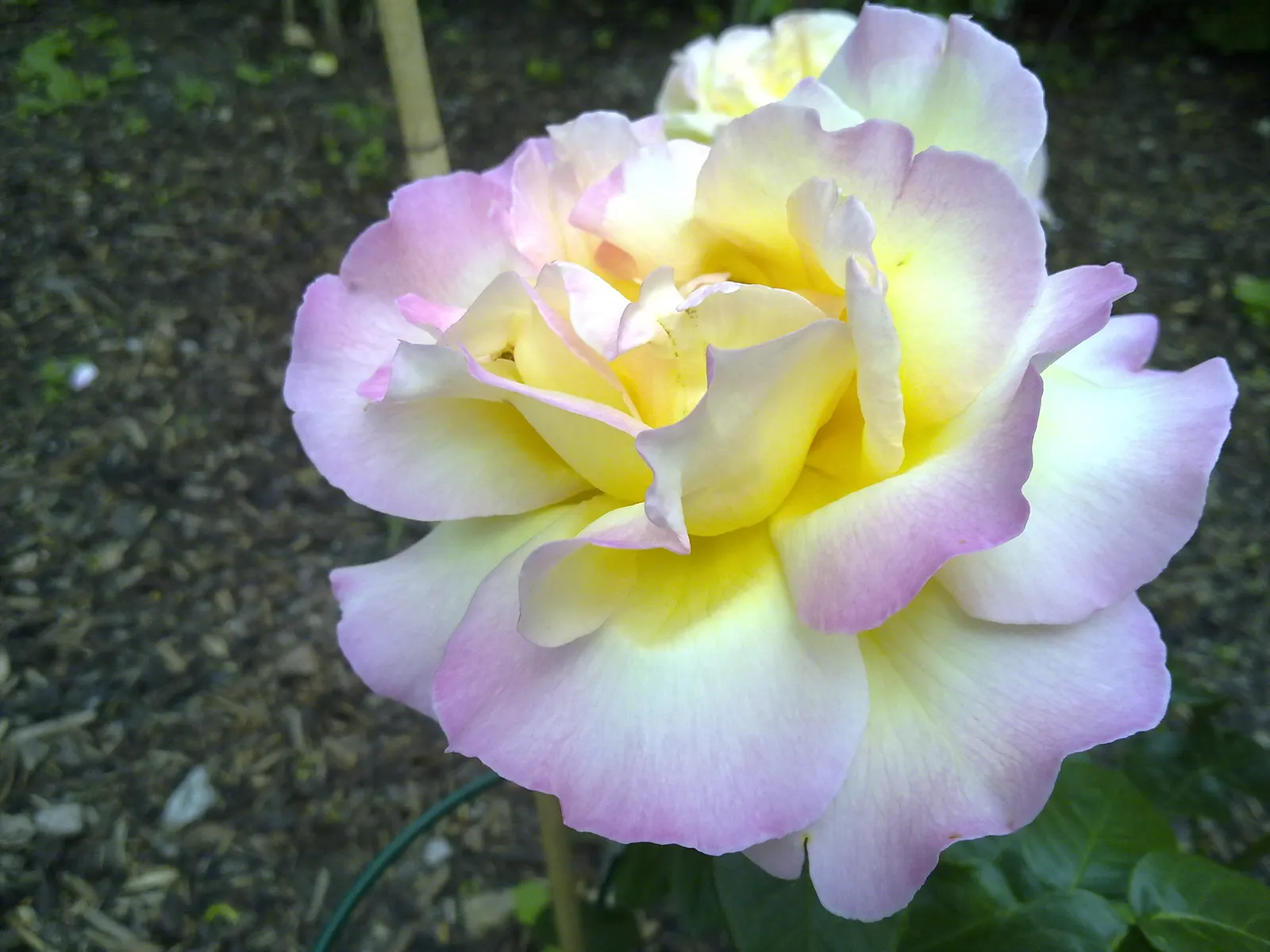 Pink Peace Hybrid Tea (Rosa 'Pink Peace') — It prefers a well-draining loamy soil, with a pH range of 6.5 to 7.0