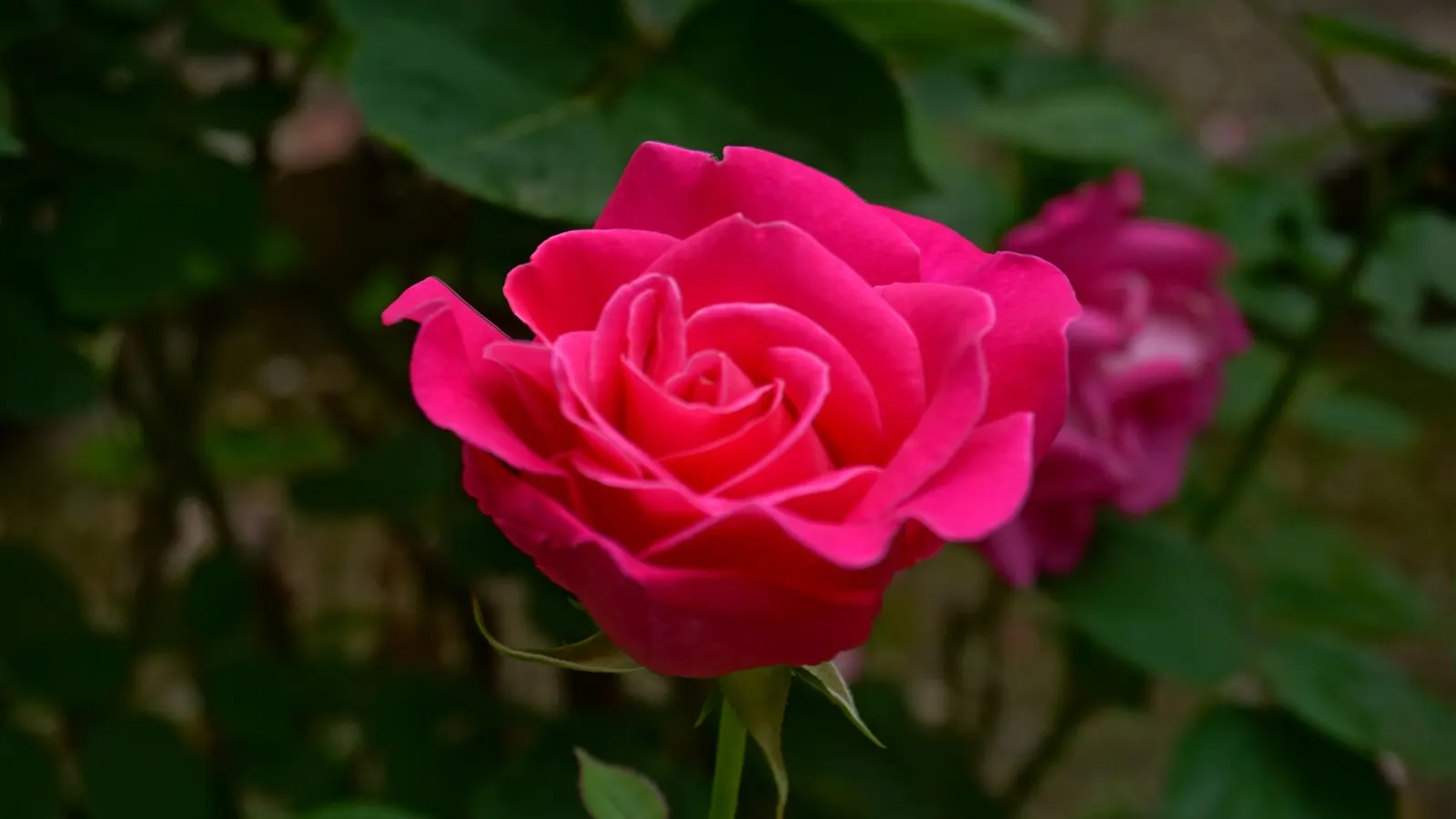Pink Peace Hybrid Tea (Rosa 'Pink Peace') — reaching heights of 3-5 feet and widths of 2-4 feet