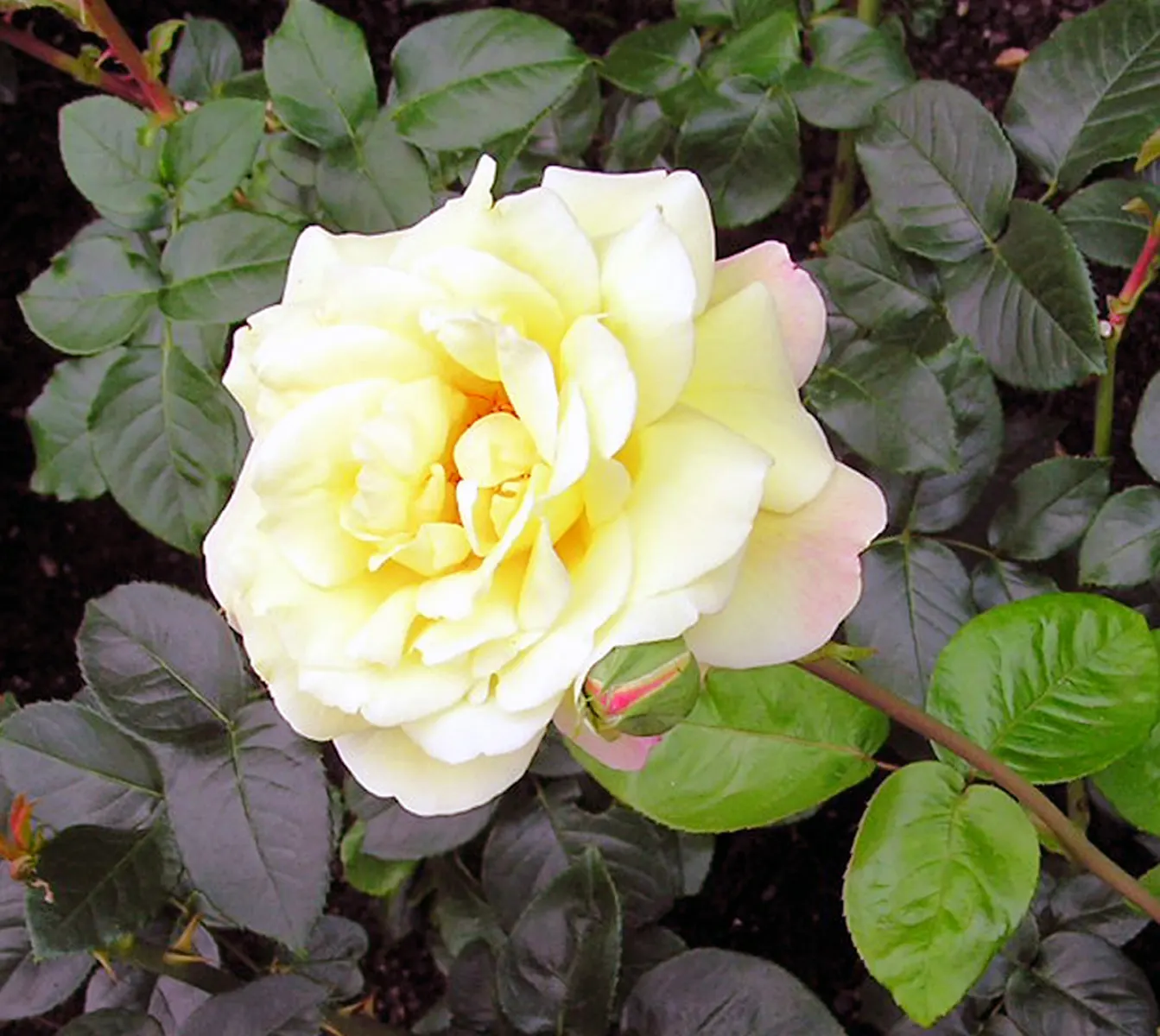 Pink Peace Hybrid Tea (Rosa 'Pink Peace') — edged with a subtle silver on the petal undersides.<br><br>Flowering repeatedly from late spring to early fall