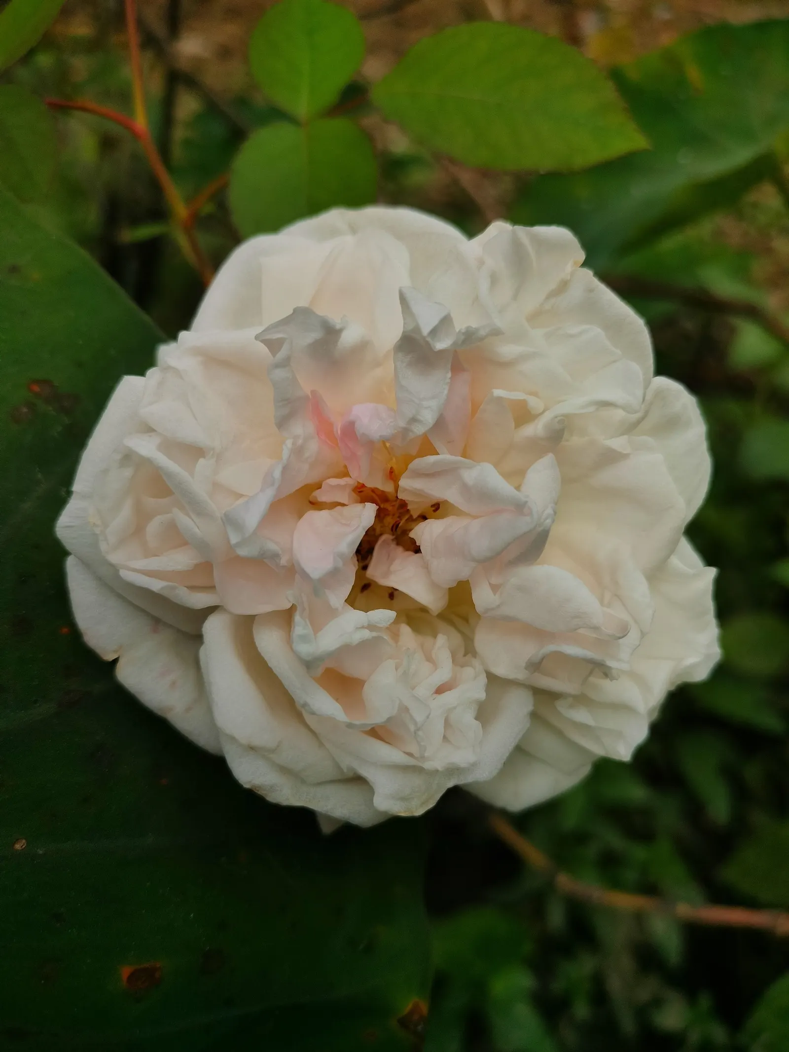 Pink Peace Hybrid Tea (Rosa 'Pink Peace') — Each flower unfolds a delicate array of pink hues