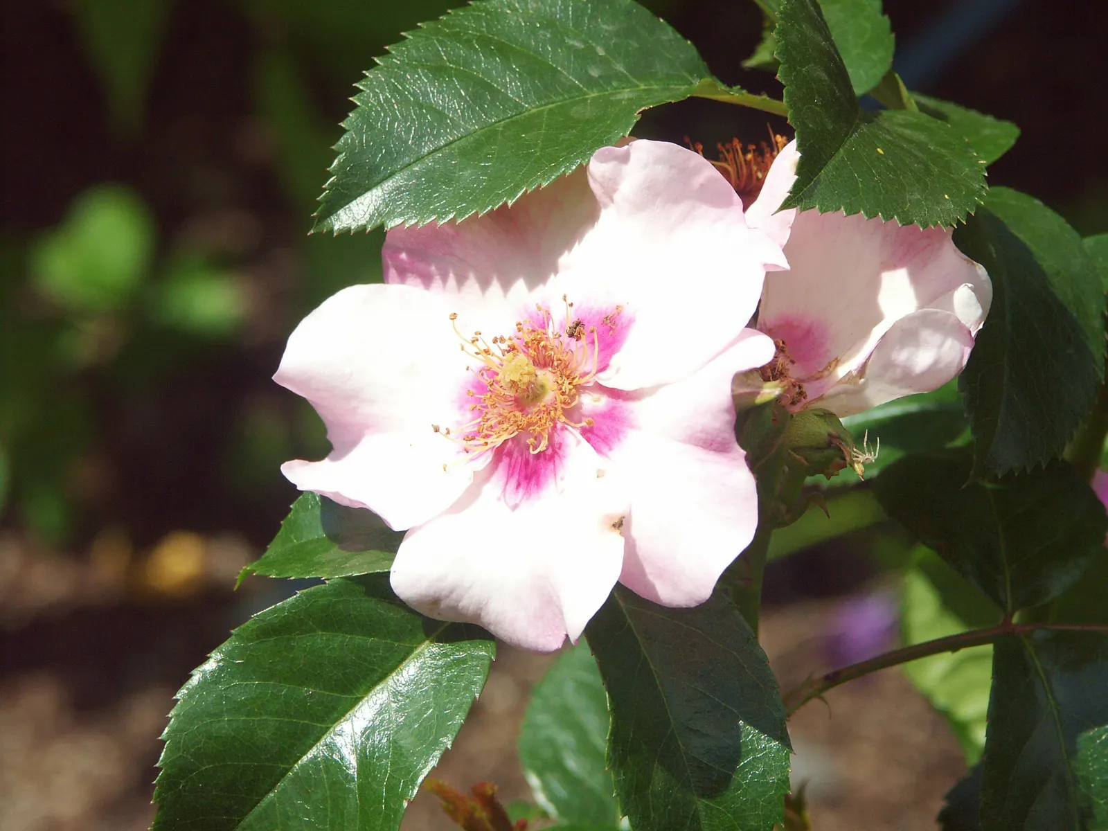 Pink Peace Hybrid Tea (Rosa 'Pink Peace') — The Pink Peace adorns gardens with its large, double blossoms that typically span 4 to 5 inches across; stands as a