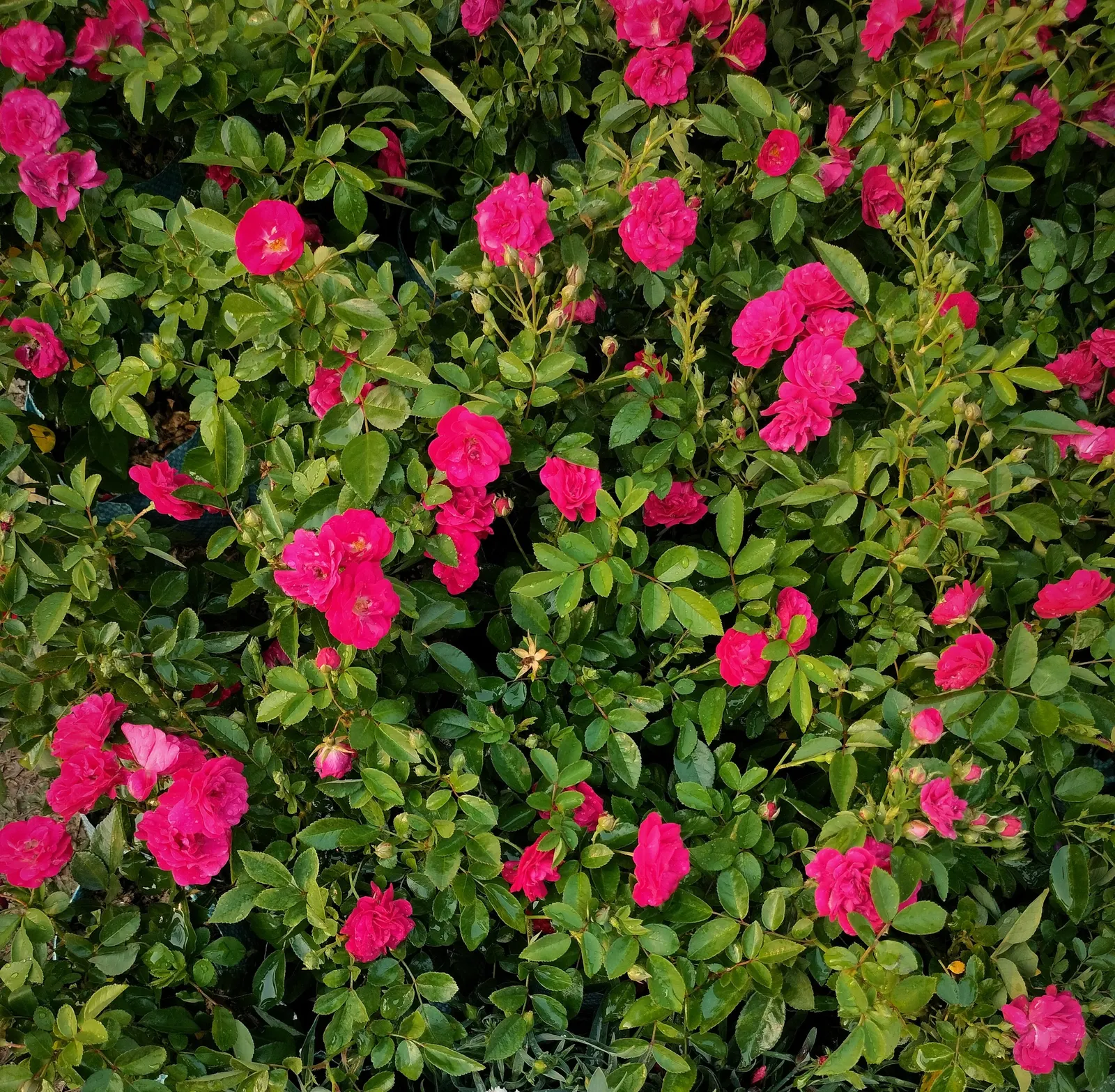 Pink Peace Hybrid Tea (Rosa 'Pink Peace') — it thrives in well-drained soil with full sun exposure
