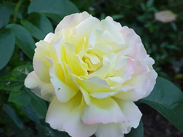 Pink Peace Hybrid Tea (Rosa 'Pink Peace') — celebrated for its hardiness and exquisite flowers