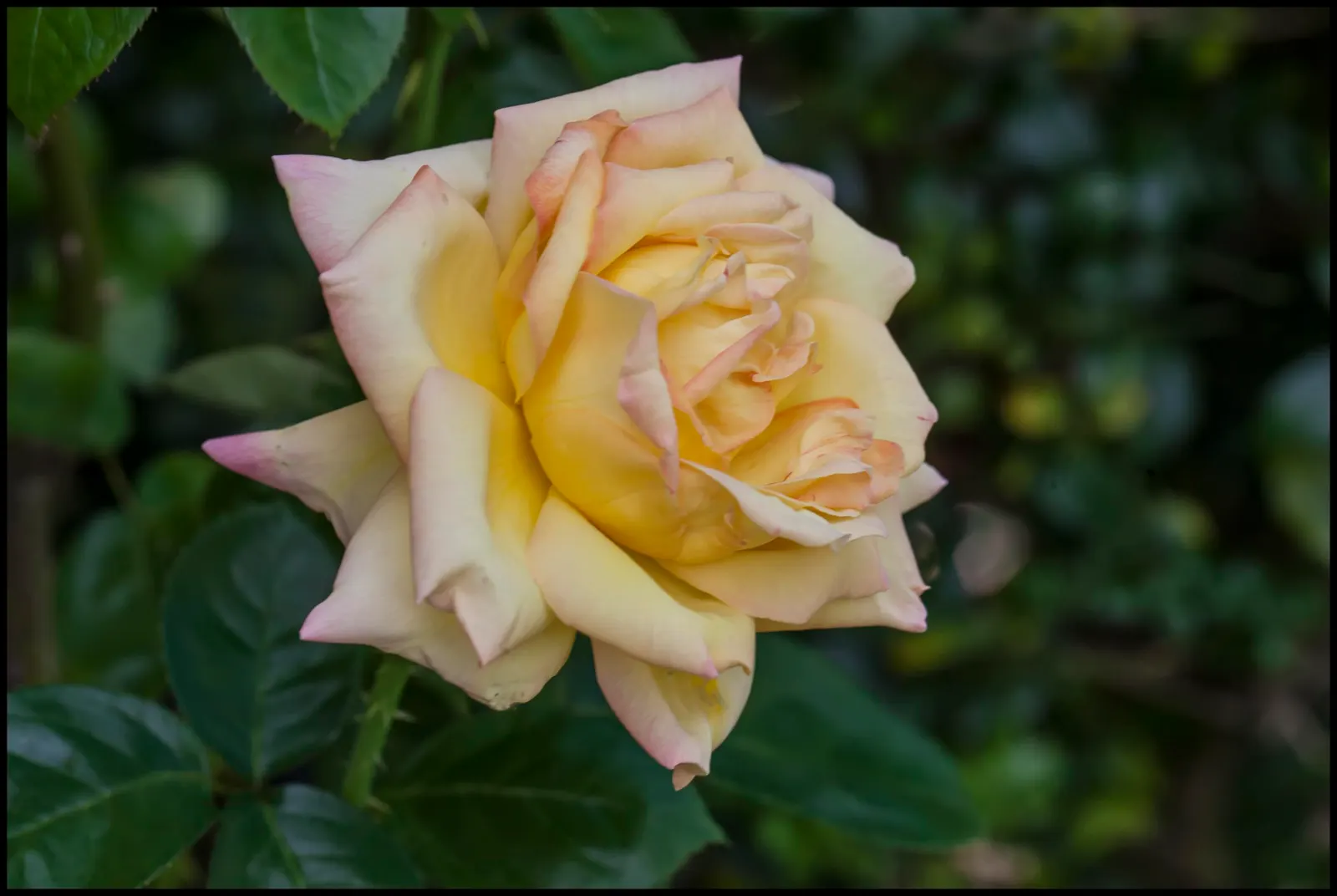 Pink Peace Hybrid Tea (Rosa 'Pink Peace') — serves as an excellent focal point in any garden; and can be incorporated into borders or used as a privacy screen