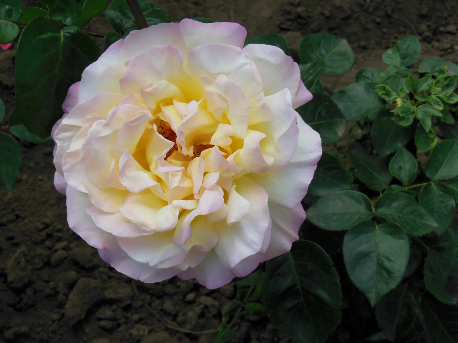 Pink Peace Hybrid Tea (Rosa 'Pink Peace') — the Pink Peace makes an impressive specimen or accent plant