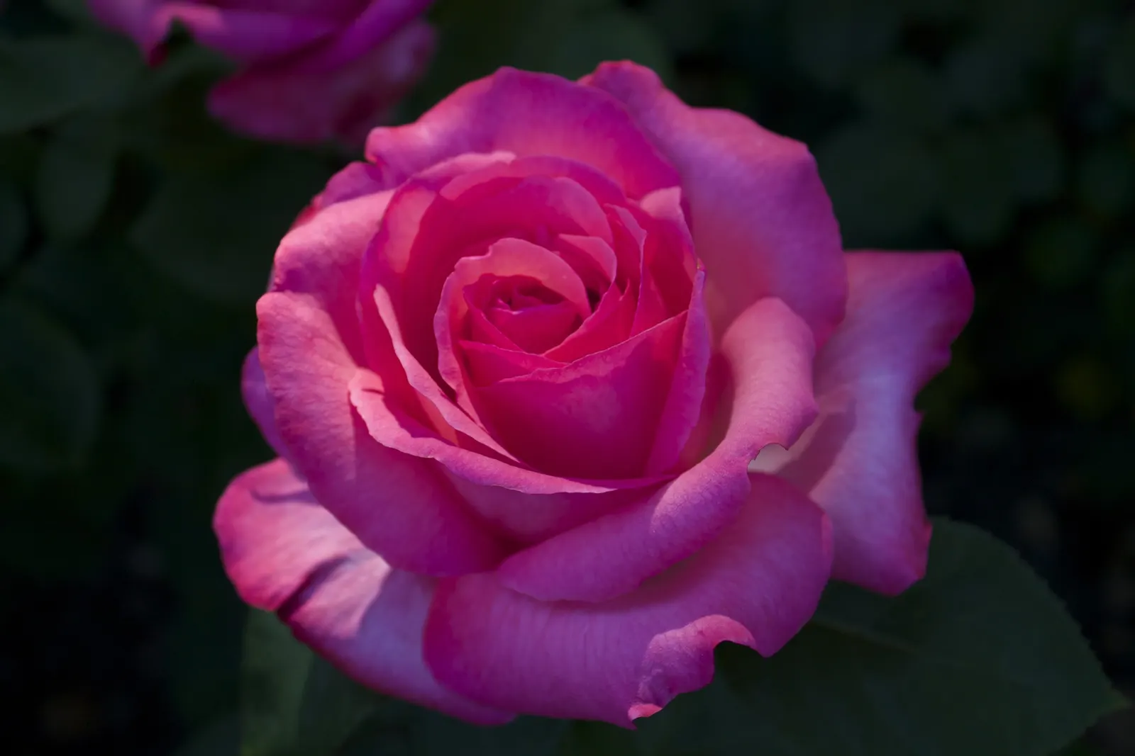 Pink Peace Hybrid Tea (Rosa 'Pink Peace') — serves as an excellent focal point in any garden