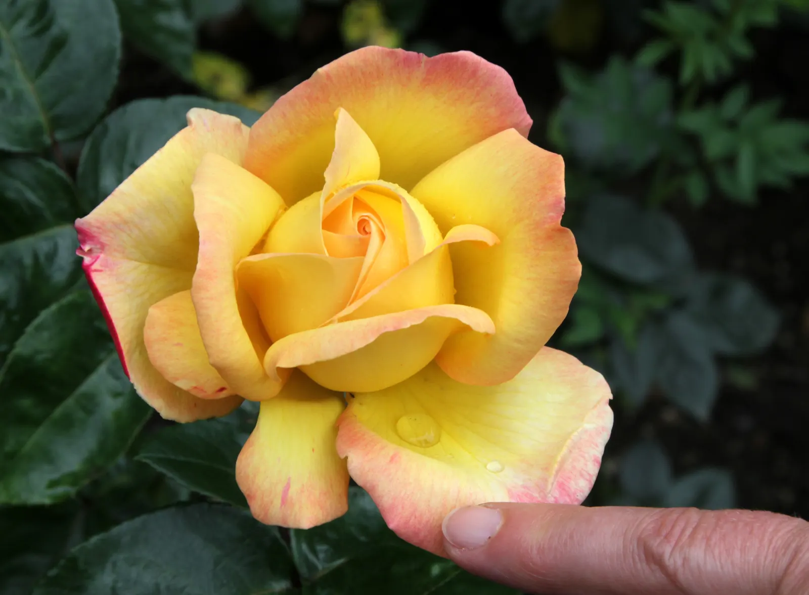 Pink Peace Hybrid Tea (Rosa 'Pink Peace') — The Pink Peace adorns gardens with its large, double blossoms that typically span 4 to 5 inches across