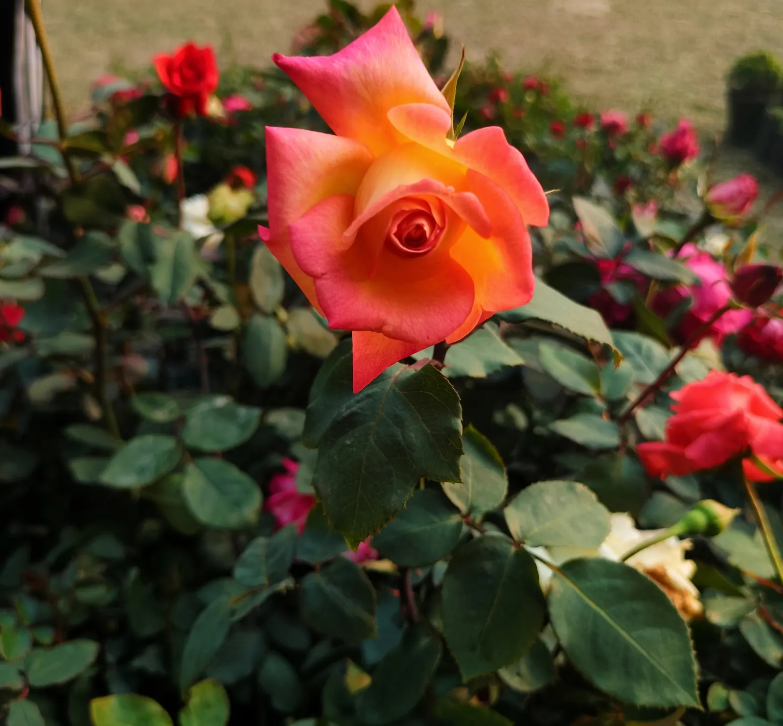 Pink Peace Hybrid Tea (Rosa 'Pink Peace') — scientifically denoted as Rosa 'Pink Peace'; reaching heights of 3-5 feet and widths of 2-4 feet