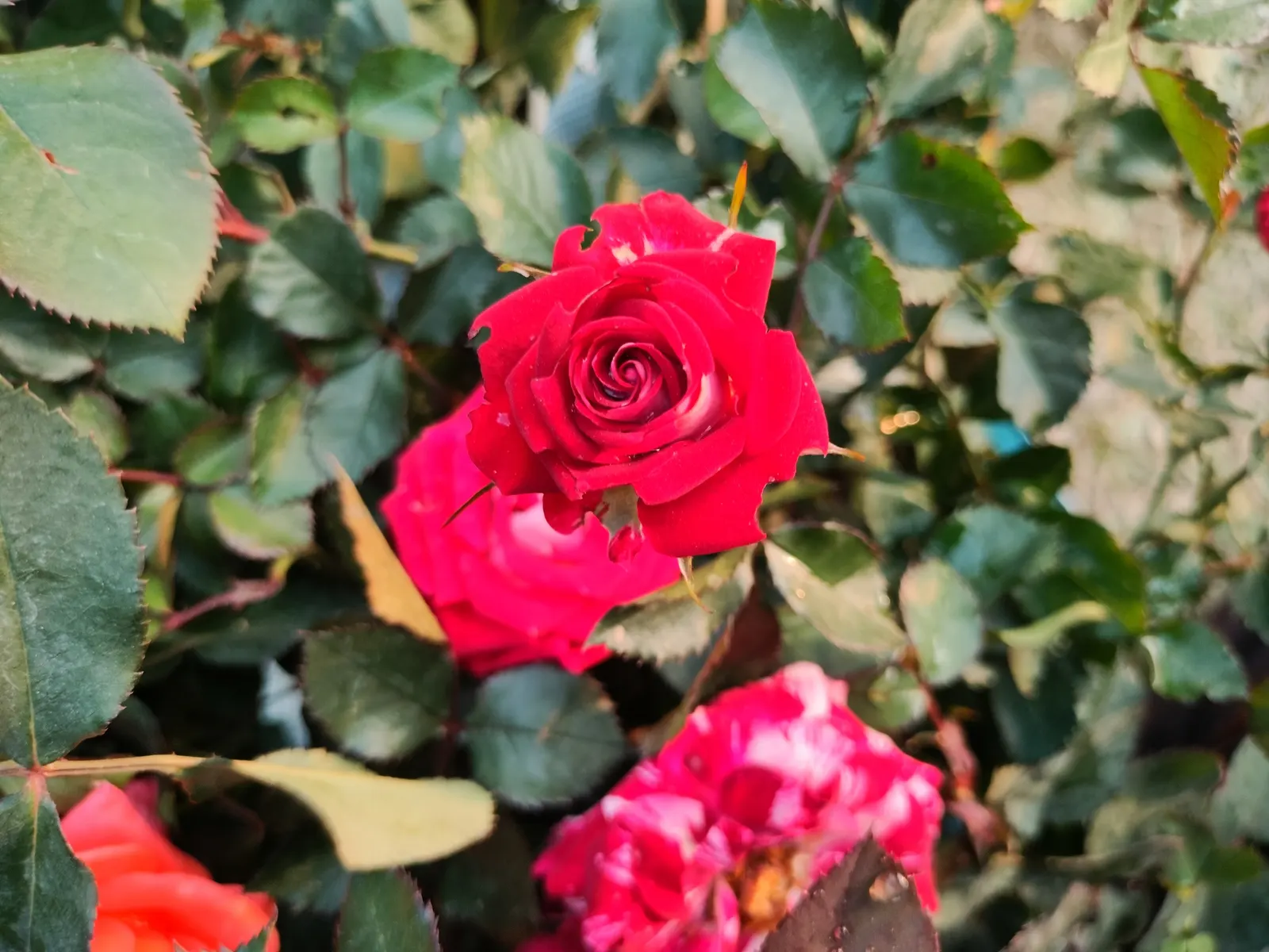 Pink Peace Hybrid Tea (Rosa 'Pink Peace') — This particular cultivar emanates from the Peace rose lineage; sunlight is a crucial element for this rose