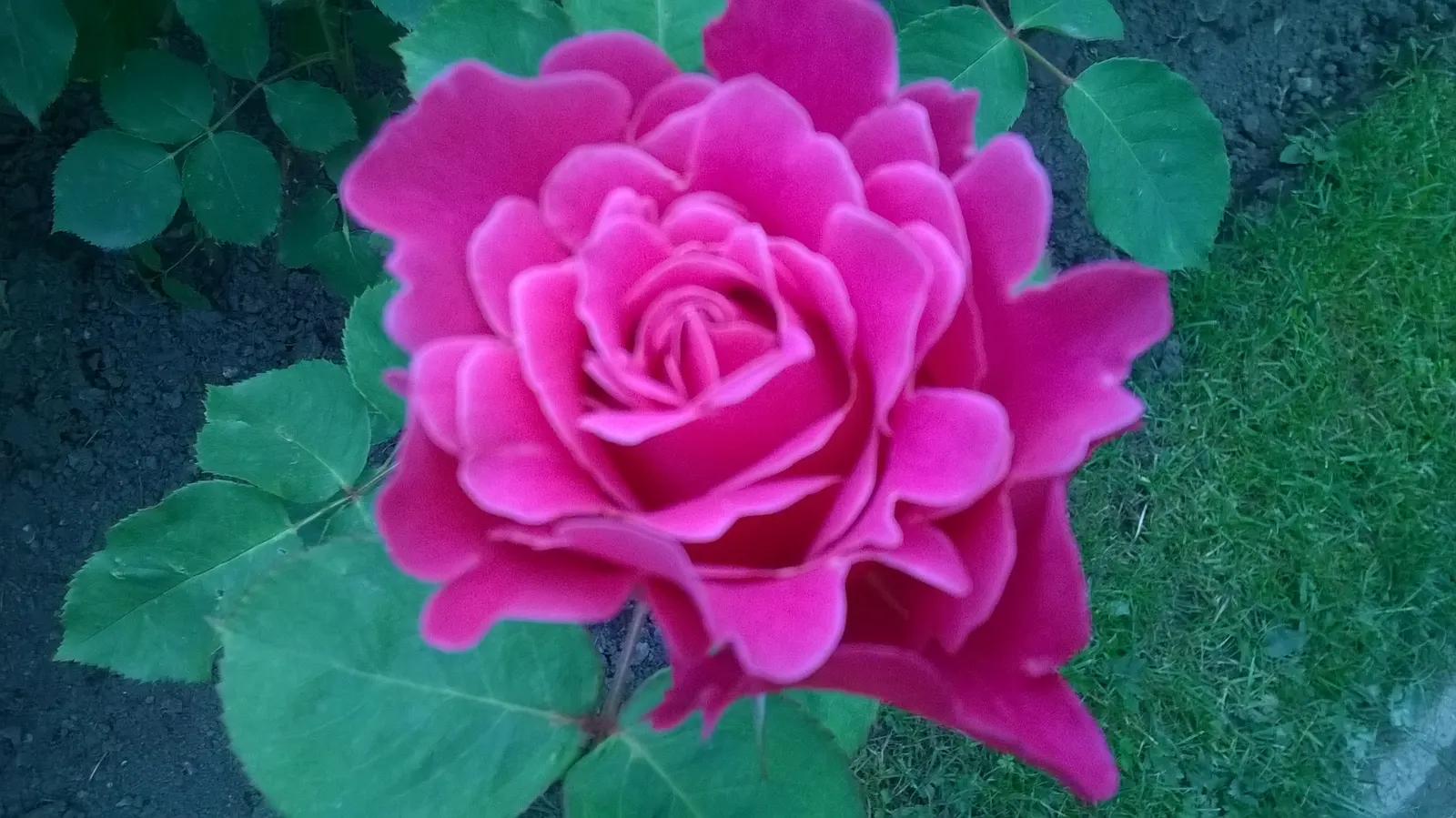 Pink Peace Hybrid Tea (Rosa 'Pink Peace') — stands as a timeless selection for a classic garden landscape with its elegant blooms and alluring fragrance; this