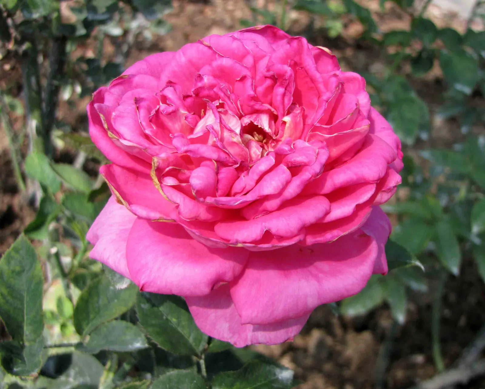Pink Peace Hybrid Tea (Rosa 'Pink Peace') — USDA hardiness zones 5 through 9; the Pink Peace makes an impressive specimen or accent plant