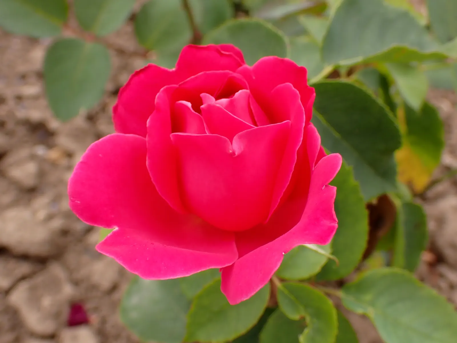 Pink Peace Hybrid Tea (Rosa 'Pink Peace') — deep pink blossoms that span up to 5-6 inches across; robust and repeat-flowering from late spring until frost