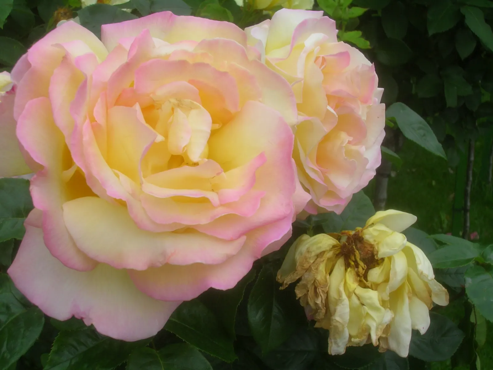 Pink Peace Hybrid Tea (Rosa 'Pink Peace') — Sunlight is a crucial element for this rose