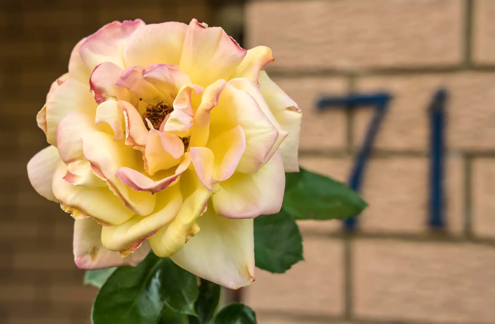 Pink Peace Hybrid Tea (Rosa 'Pink Peace') — deep pink blossoms that span up to 5-6 inches across