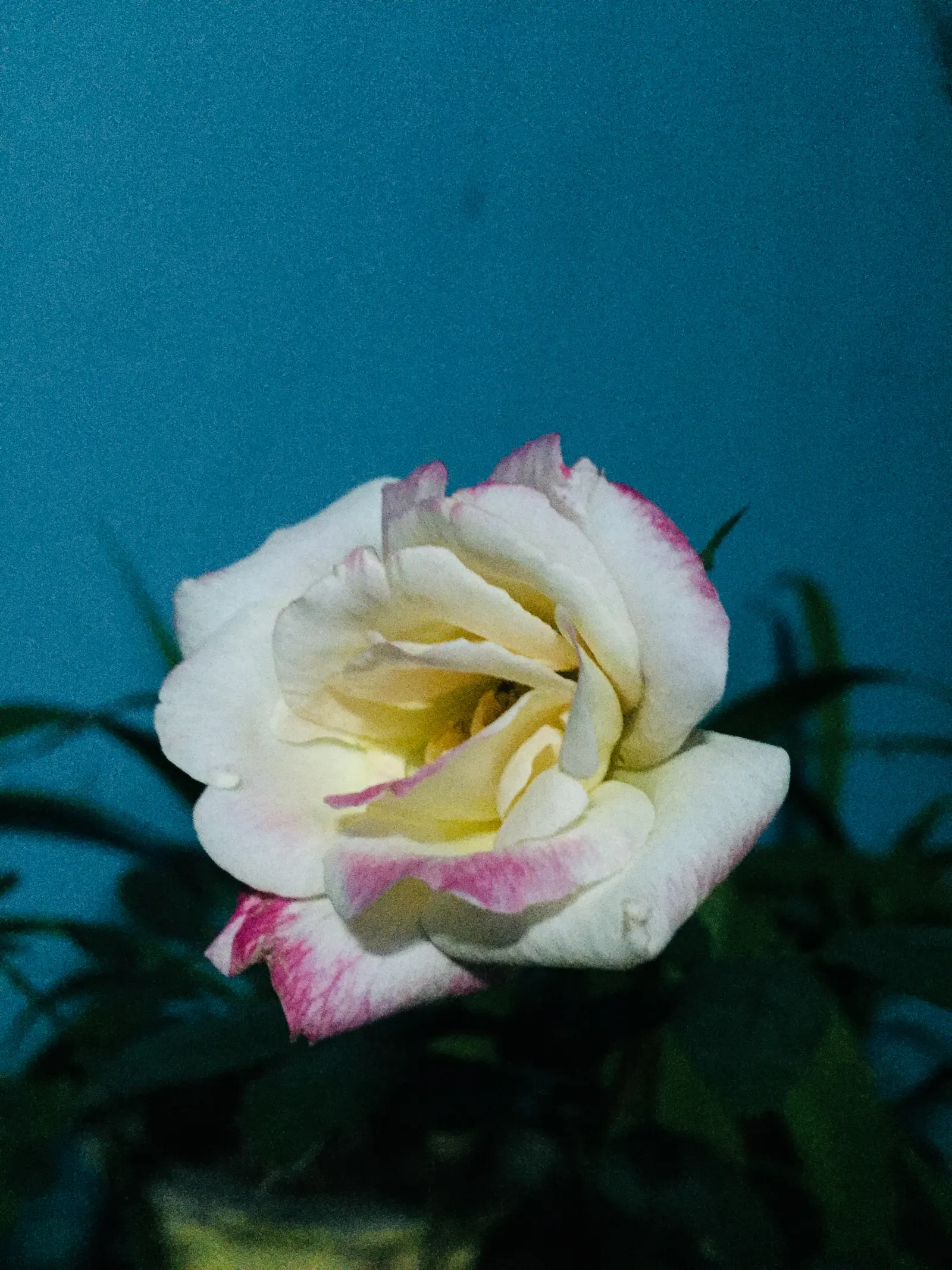 Pink Peace Hybrid Tea (Rosa 'Pink Peace') — USDA hardiness zones 5 through 9