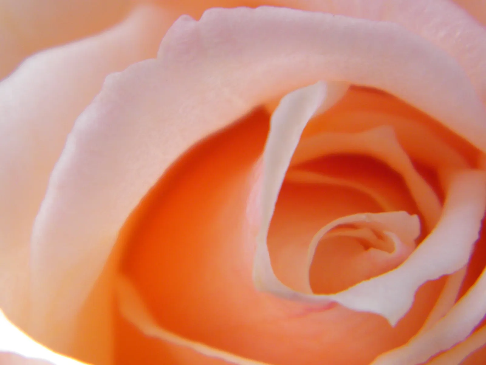 Pink Peace Hybrid Tea (Rosa 'Pink Peace') — demanding respectful spacing in the landscape design to ensure adequate air circulation; rosa 'Pink Peace' reaches