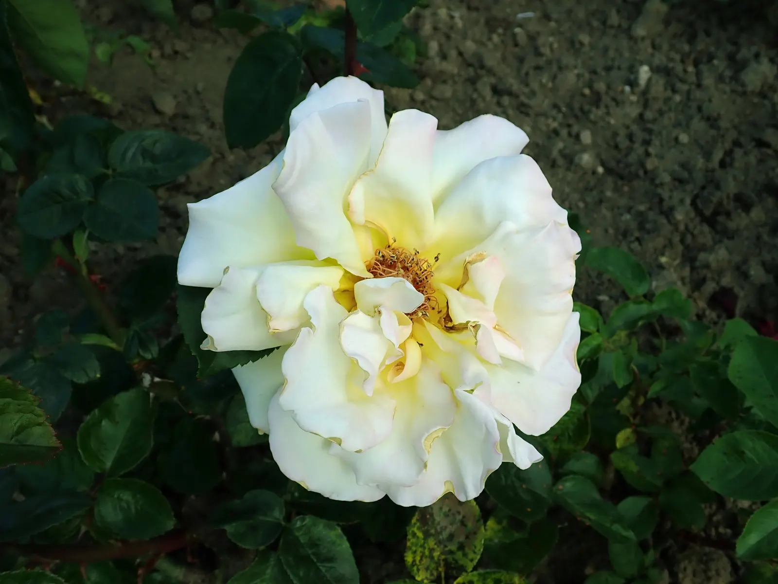 Pink Peace Hybrid Tea (Rosa 'Pink Peace') — scientifically denoted as Rosa 'Pink Peace'