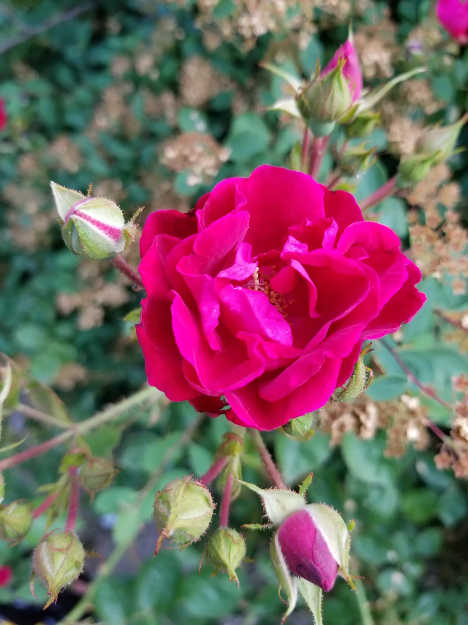 Pink Peace Hybrid Tea (Rosa 'Pink Peace') — This particular cultivar emanates from the Peace rose lineage