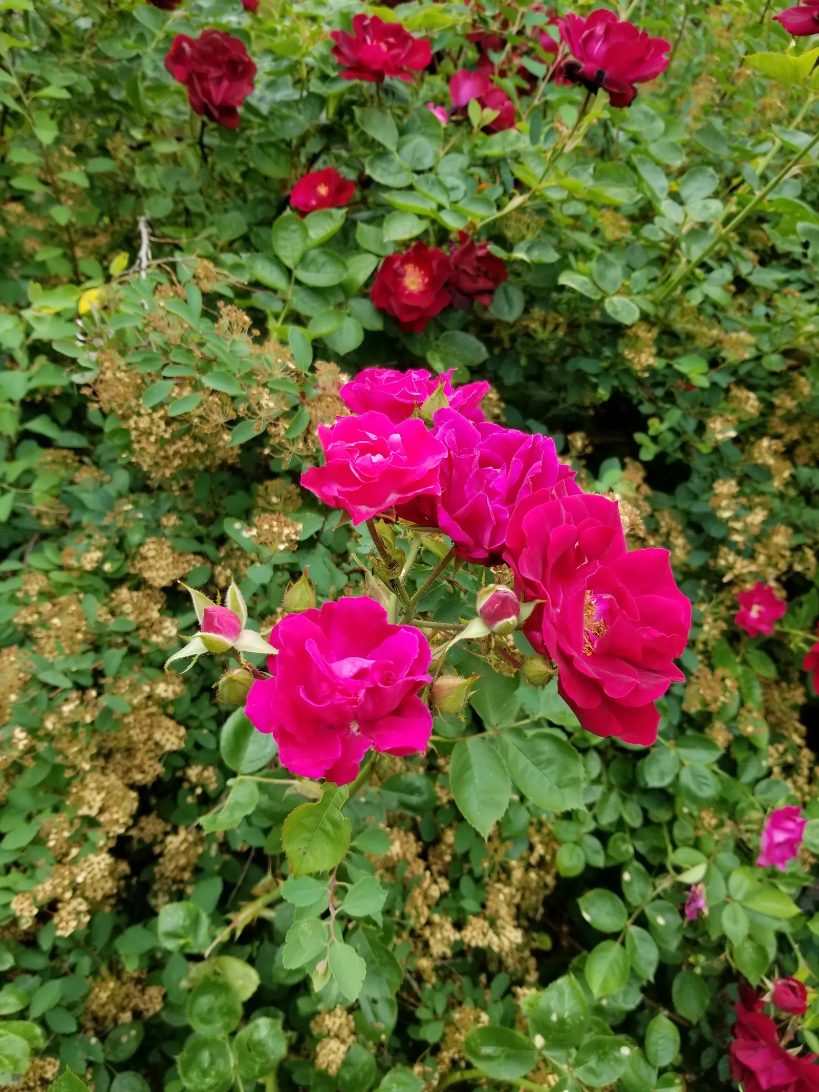 Pink Peace Hybrid Tea (Rosa 'Pink Peace') — Rosa 'Pink Peace' reaches an average height of 3 to 5 feet with an approximate spread of 2 to 3 feet, image 36