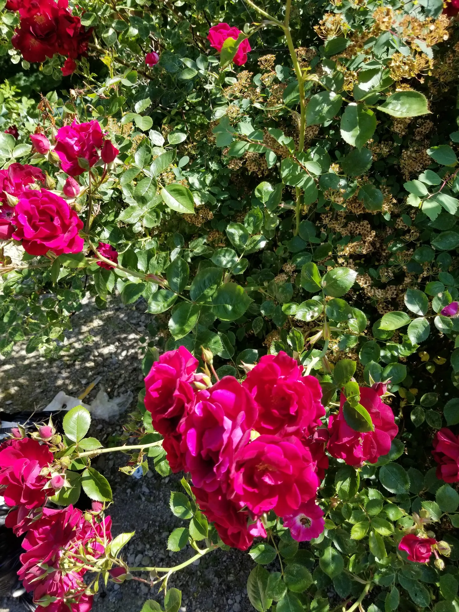 Pink Peace Hybrid Tea (Rosa 'Pink Peace') — regular watering and fertilization are recommended