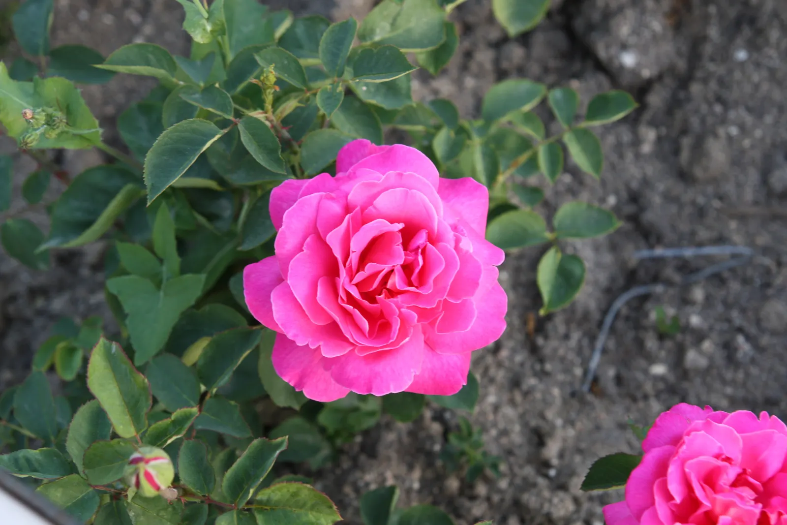 Pink Peace Hybrid Tea (Rosa 'Pink Peace') — Robust and repeat-flowering from late spring until frost; serves as an excellent focal point in any garden